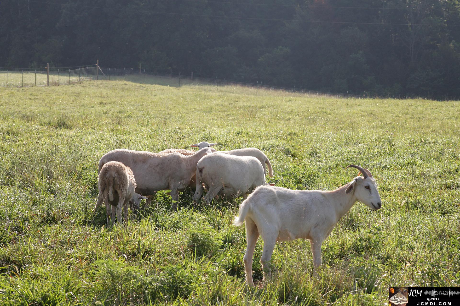 Goats and sheep in morning pasture